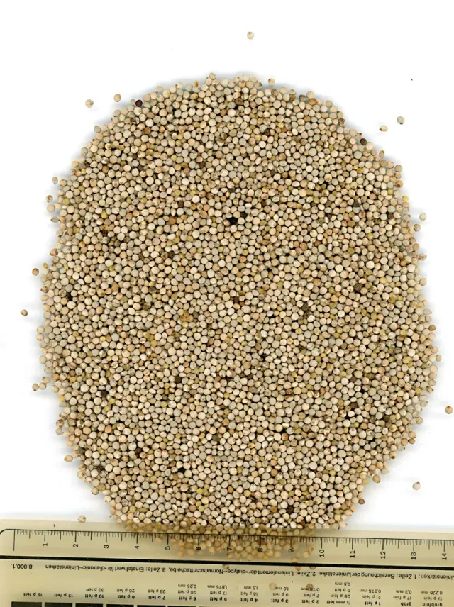 Manitoba Perilla Bianca perillazaad 1 kg wit enkelvoudig zaad