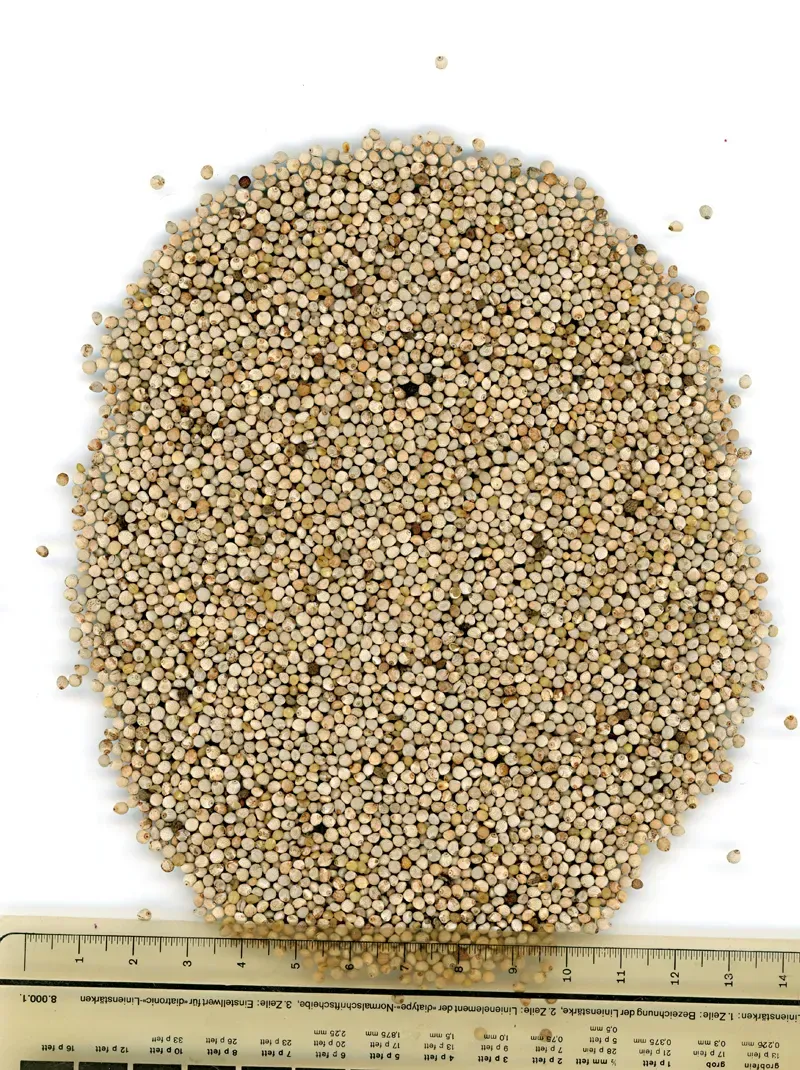 Manitoba Perilla Bianca vogelzaad 1 kg wit