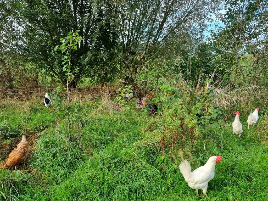 Samenwerken met de Natuur Kippen Voordeelpakket kippenvoer proefpakket