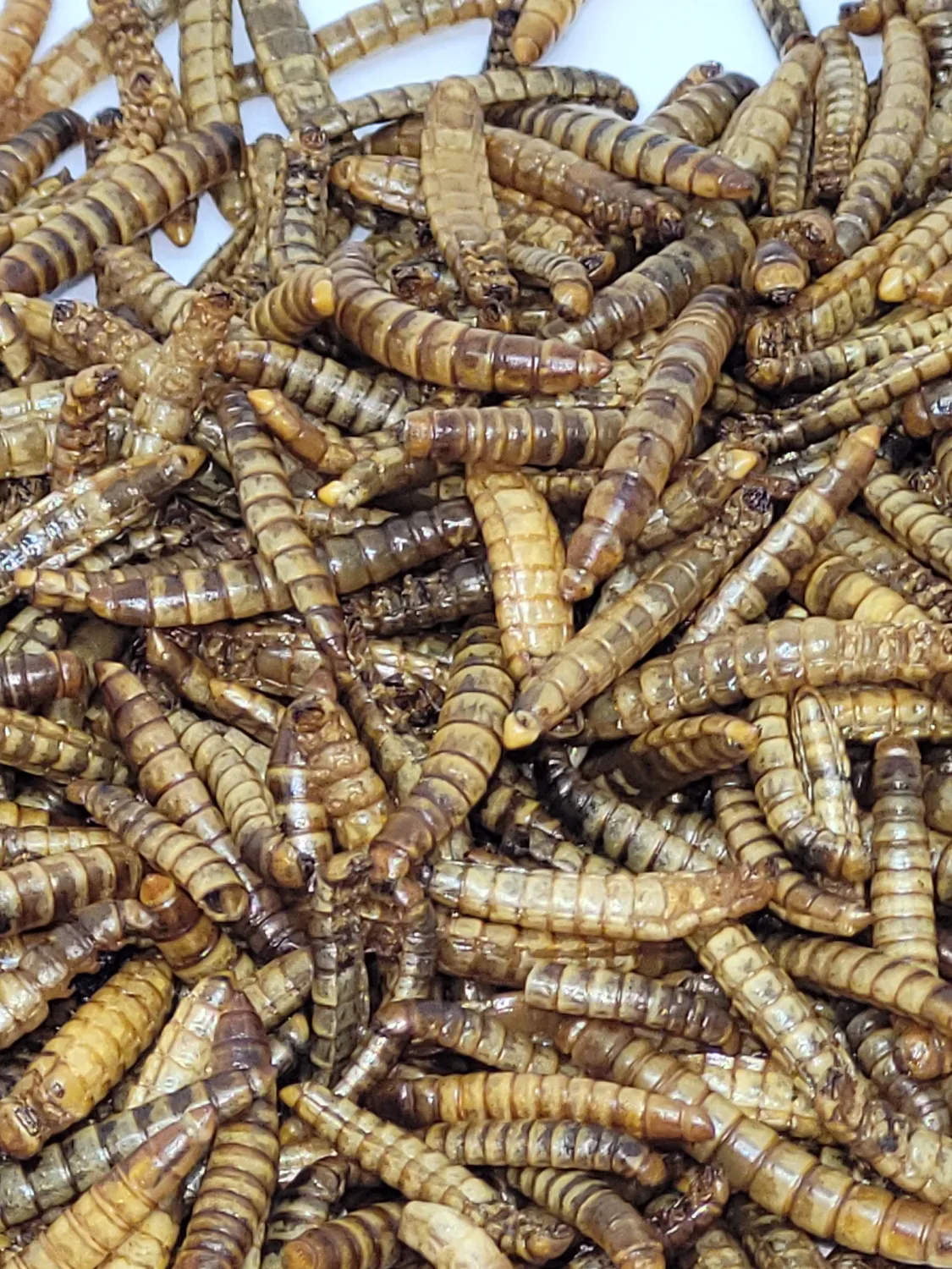 Samenwerken met de Natuur Gedroogde Meelwormen kippensnack 1 kg eiwitrijk