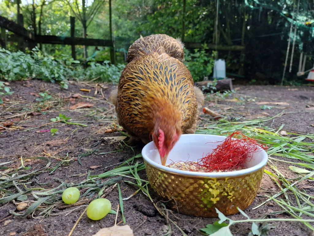Samenwerken met de Natuur Premium Kippenmix kippenvoer 4 kg compleet