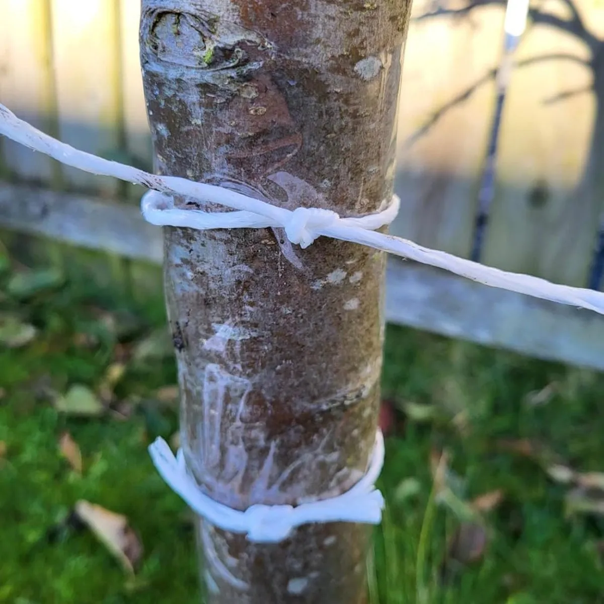Seedzbox lijmband fruitbomen 1m 2 stuks tegen kruipers
