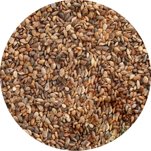 Perle Morbide Pine Aleppo vogelzaad vers