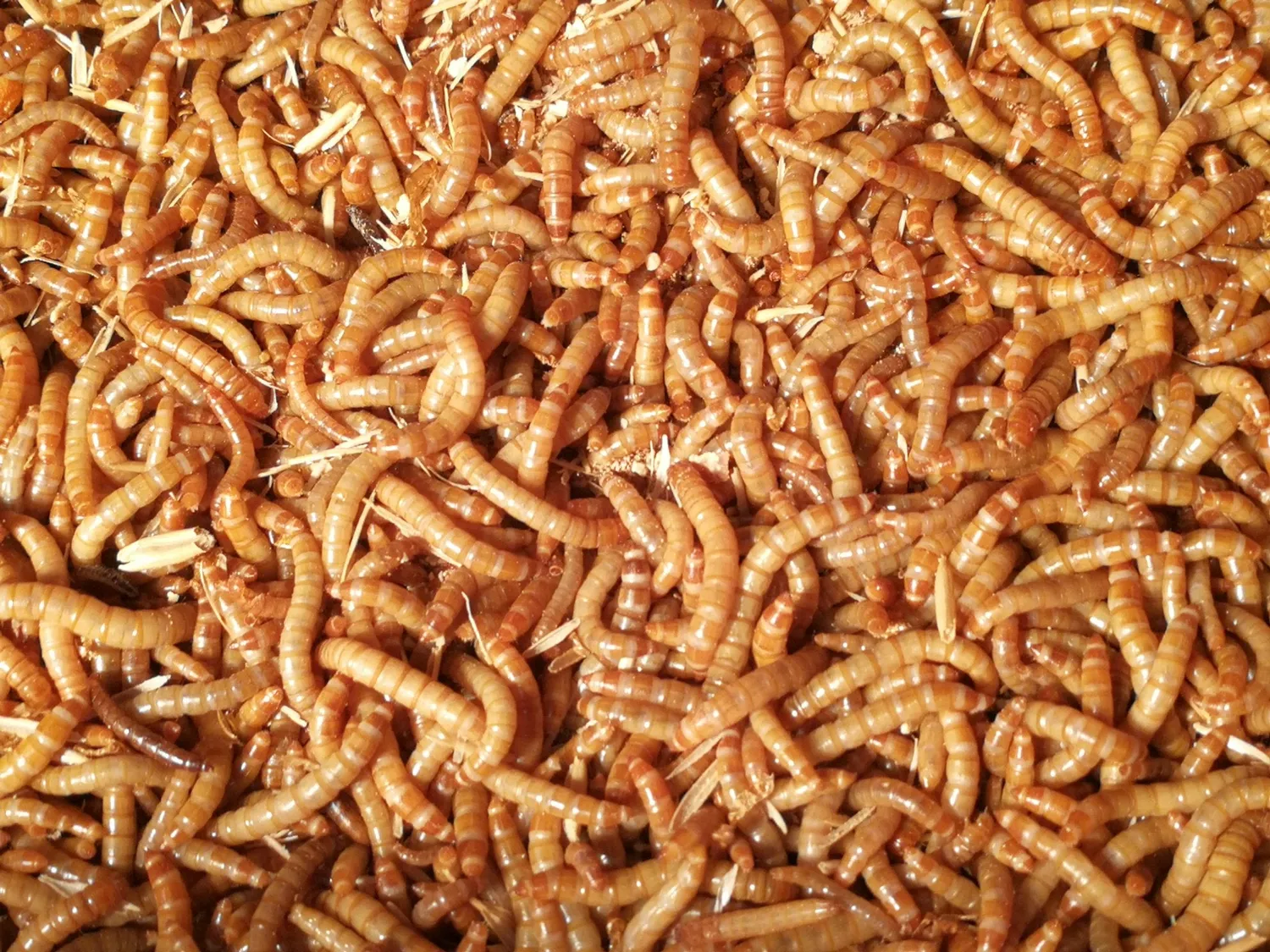 Samenwerken met de Natuur Levende Meelwormen kippensnack 500 gram vers