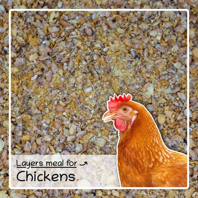 Seedzbox Layers Meal leghennenvoer 4 kg met calcium