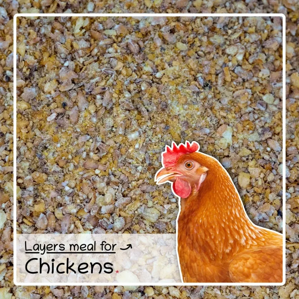 Seedzbox Layers Meal leghennenvoer 4 kg met calcium