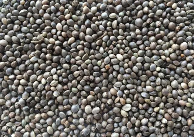 Manitoba Canapuccia hennepzaad 1 kg cannabis sativa