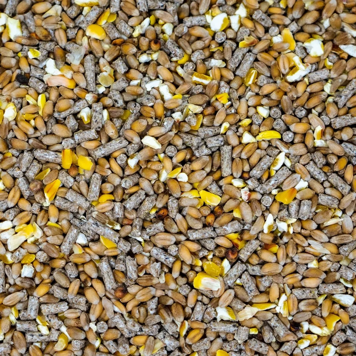 Seedzbox Duck Swan eendenvoer 1kg met tarwe
