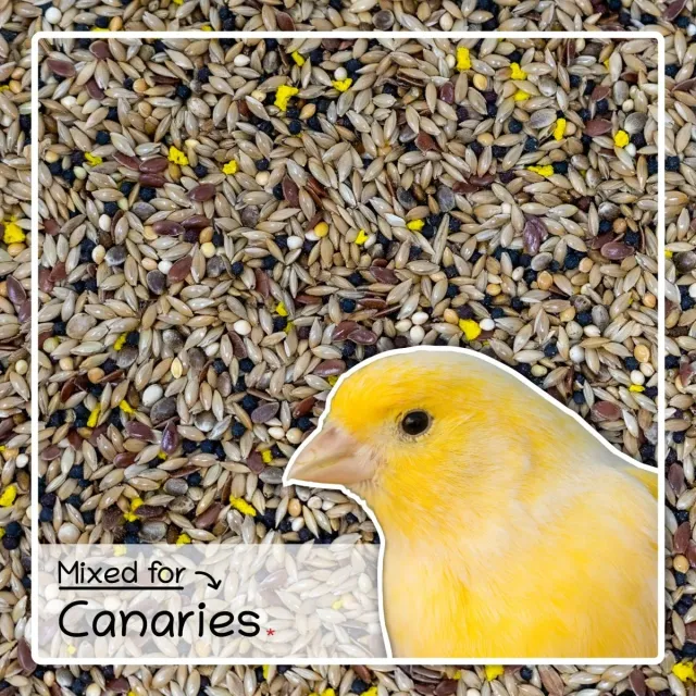 Seedzbox Ultimate Deluxe Canary kanarievoer 1 kg lijnzaad