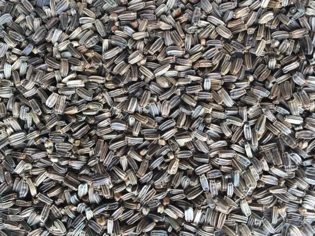 Manitoba Cardo Selvatico enkelzaad 500 g distelzaad