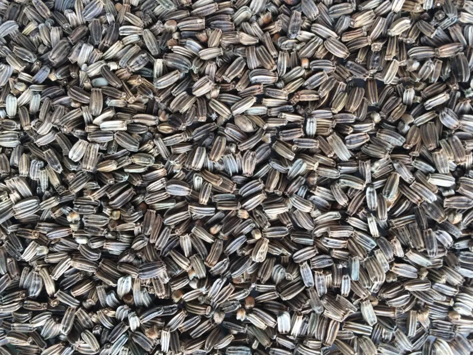 Manitoba Cardo Selvatico kaardebolzaad 500 g wild