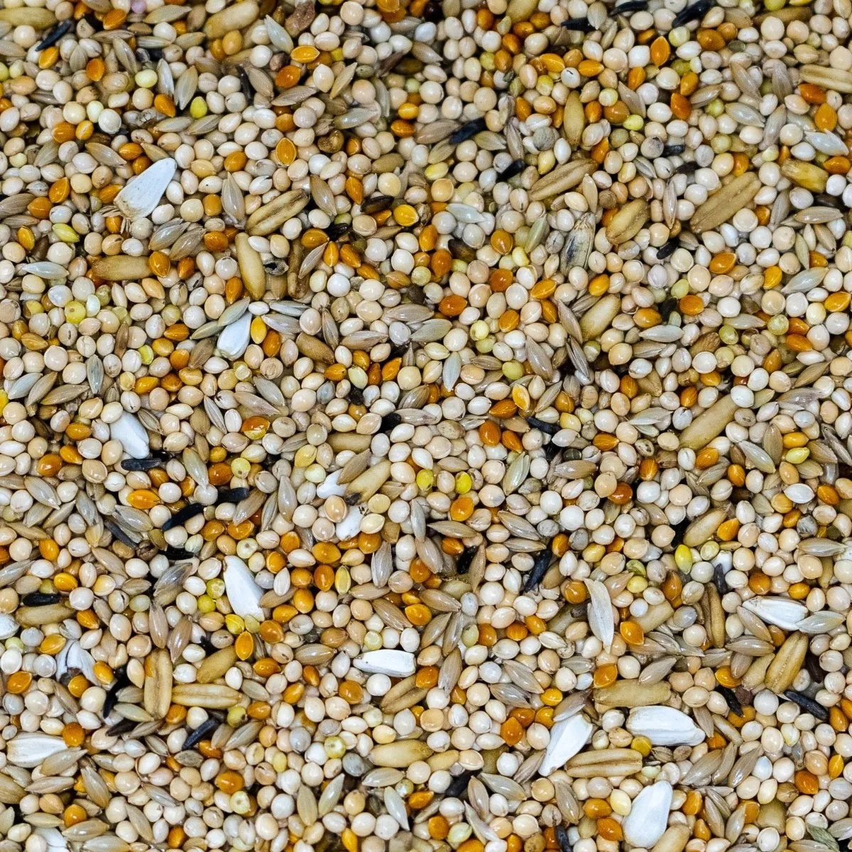 Seedzbox Budgerigar parkietenvoer 1kg met gierst