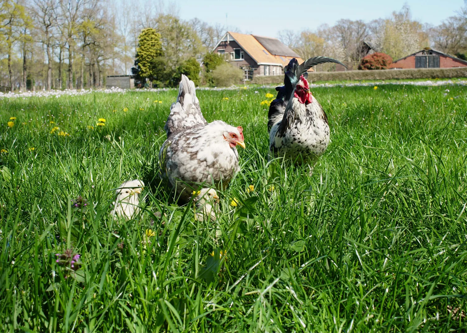 Samenwerken met de Natuur Kippen Voordeelpakket kippenvoer proefpakket