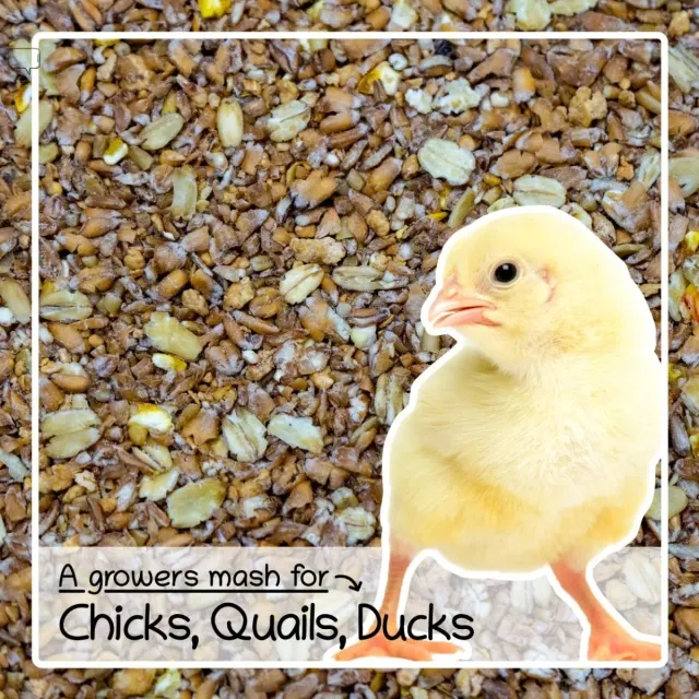 Seedzbox Chick Crumb kuikenvoer 1,8kg multivitamine