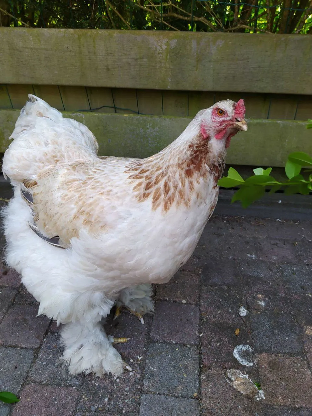Samenwerken met de Natuur Premium Kippenmix kippenvoer 4 kg compleet