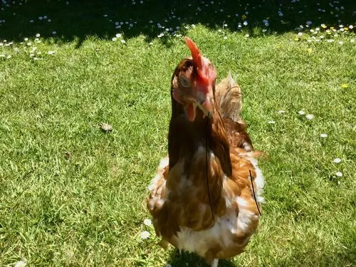 Seedzbox Poultry Treat kippenvoer 1,8kg met grit