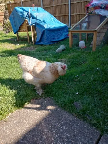 Seedzbox Chick Crumb kuikenvoer 1,8kg multivitamine