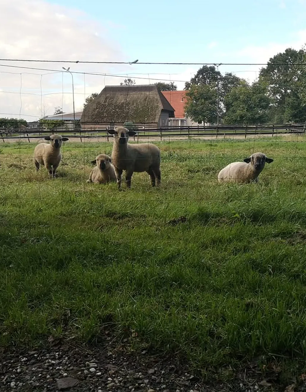 Samenwerken met de Natuur Wolkorrels schapenwolmest 5 kg stikstof