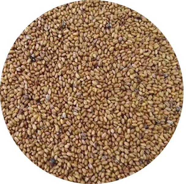Perle Morbide Gold of Pleasure camelina zaad