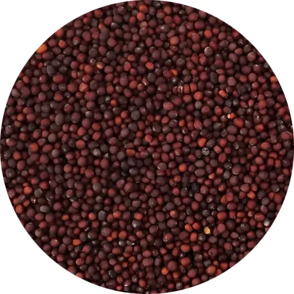 Perle Morbide Large Red Rapeseed rood raapzaad groot