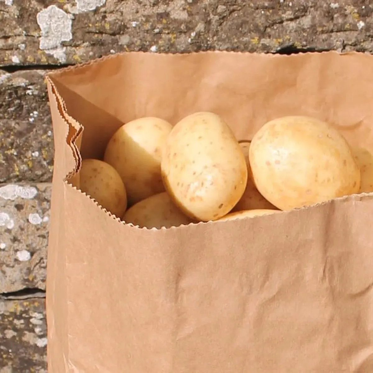 Seedzbox aardappelzakken papier 25kg 2 stuks ademend