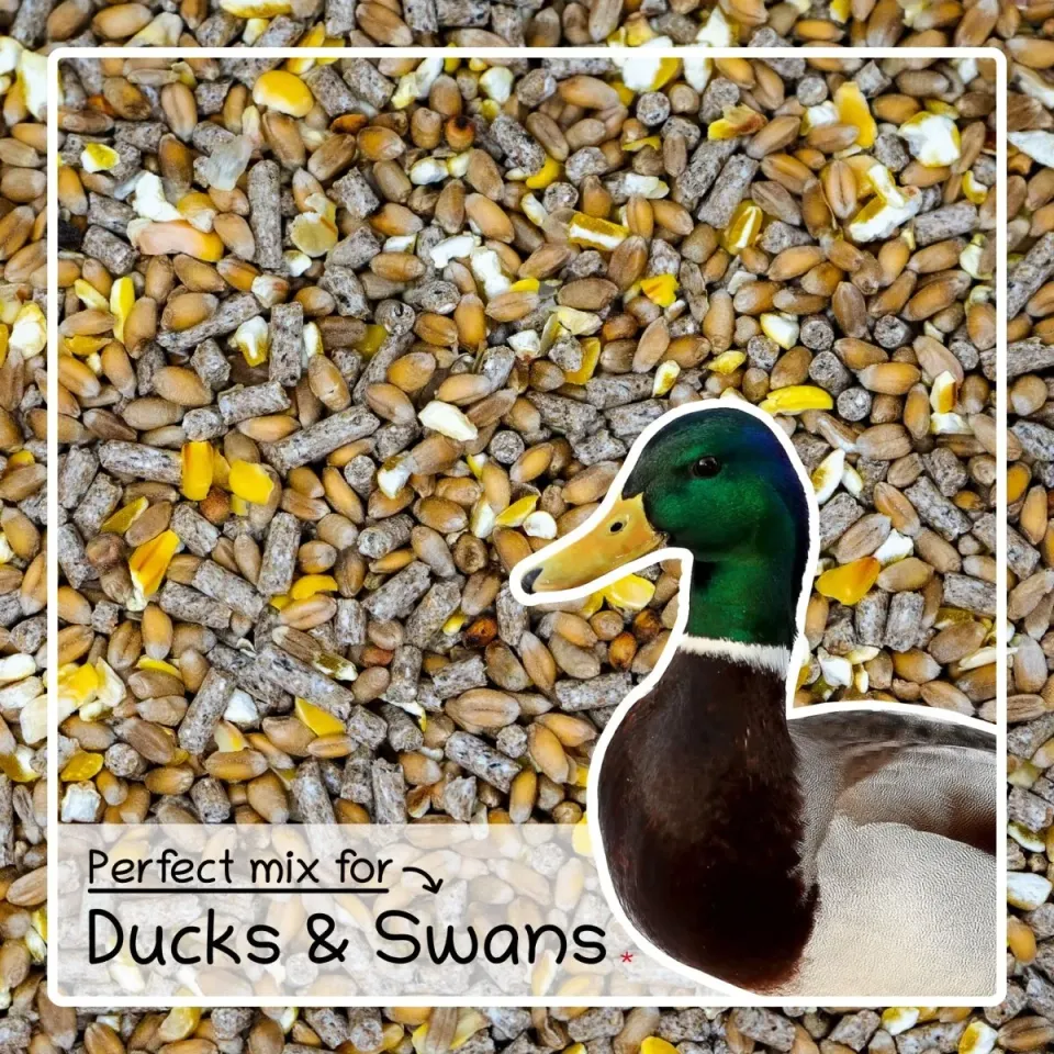 Seedzbox Duck Swan eendenvoer 1kg met tarwe