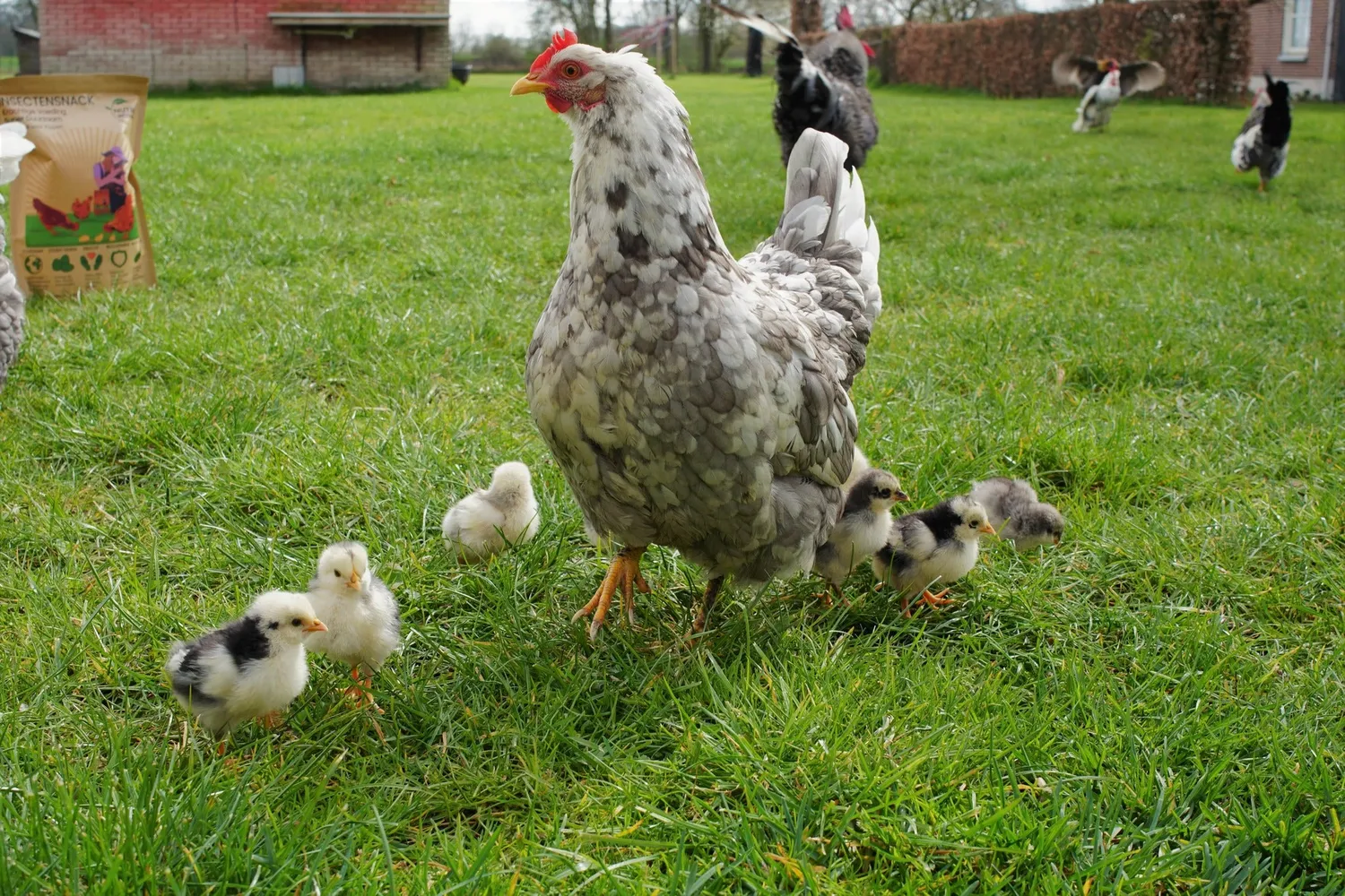 Samenwerken met de Natuur Circulaire Legkorrel kippenvoer 4 kg zonder soja