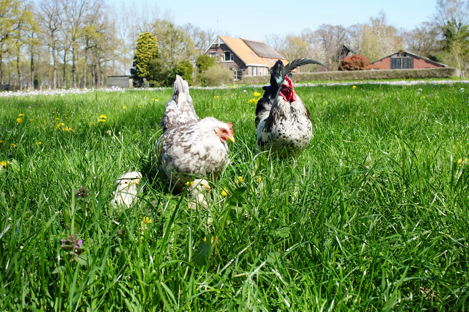 Samenwerken met de Natuur Levende Meelwormen kippensnack 500 gram vers