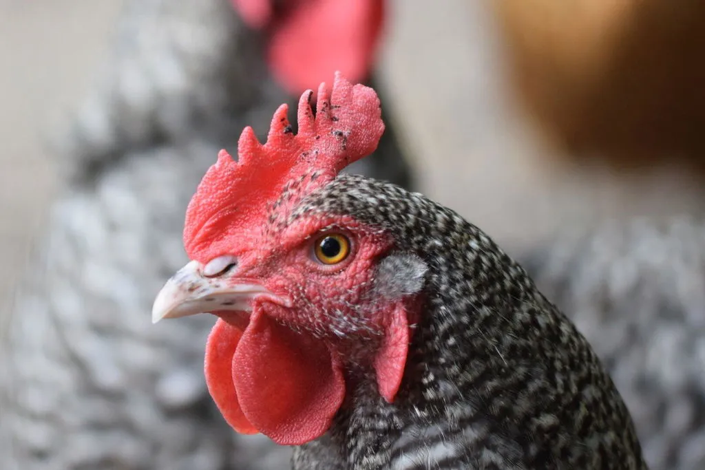 Samenwerken met de Natuur Kippen Voordeelpakket kippenvoer proefpakket