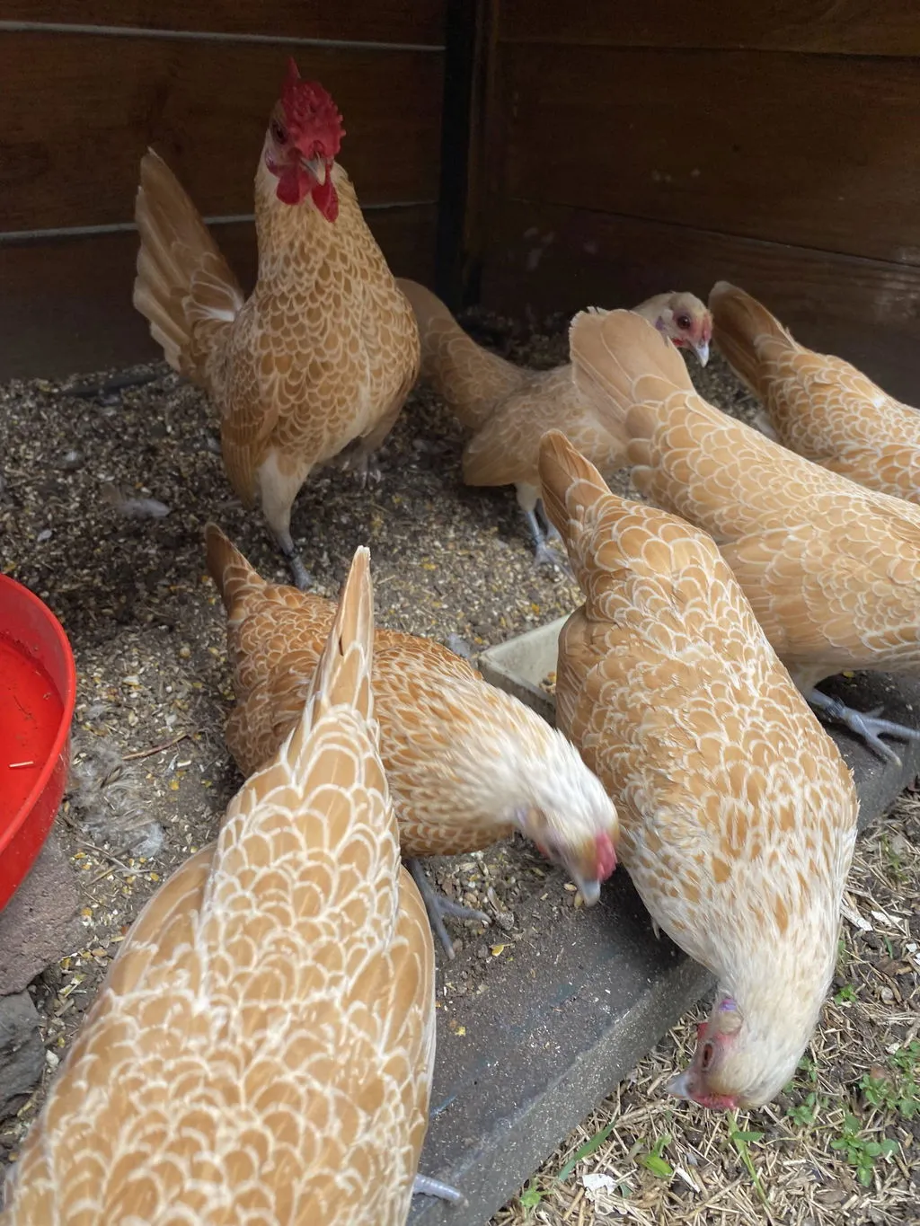 Samenwerken met de Natuur Strooimix granen en zaden 4 kg scharrel