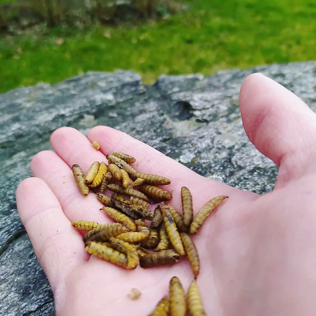 Samenwerken met de Natuur Nutriworms kippensnack 1 kg calciumrijk