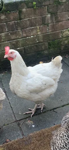 Seedzbox Poultry Treat kippenvoer 1,8kg met grit