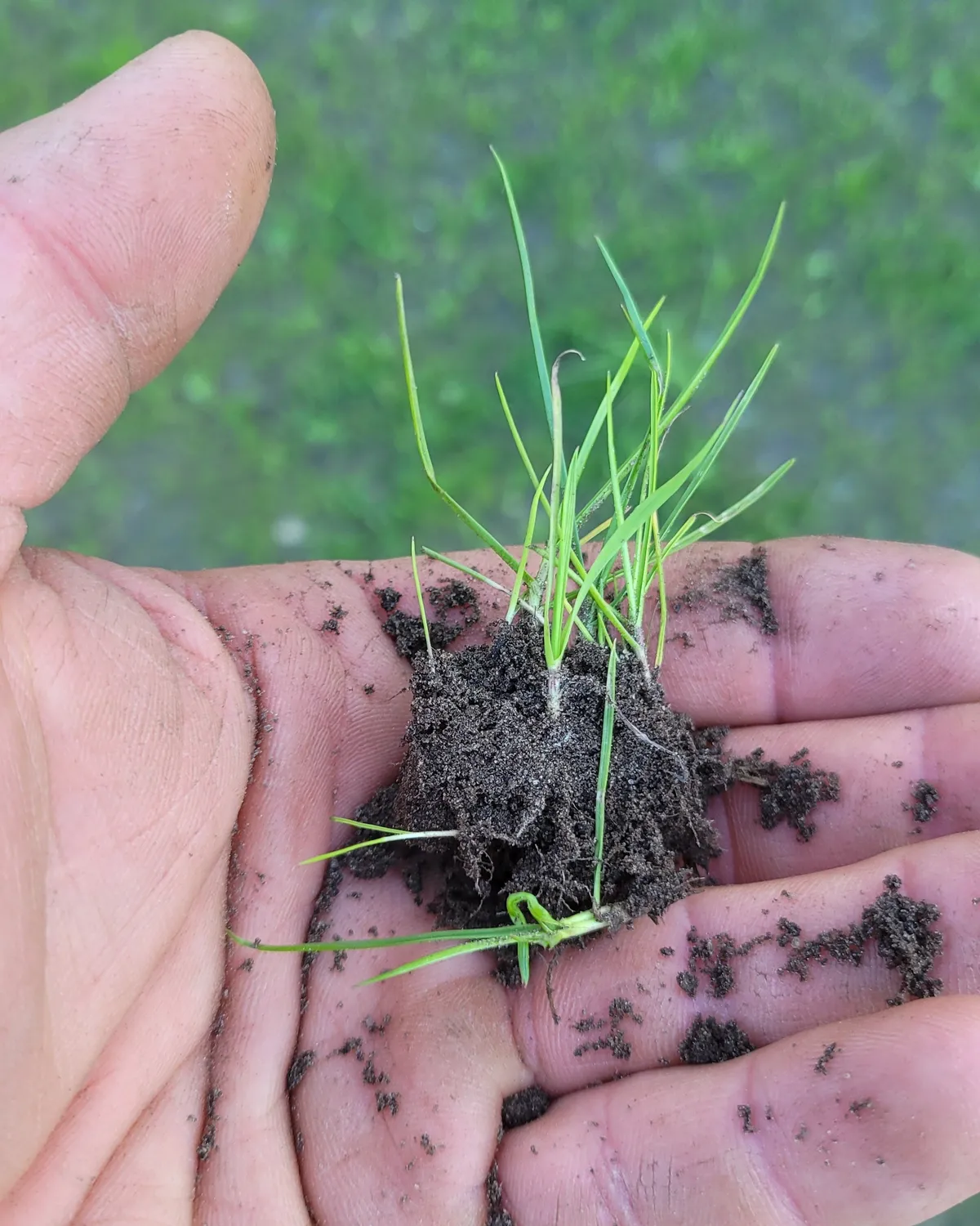 Samenwerken met de Natuur Meelwormenmest Frass korrels 5 kg bodem