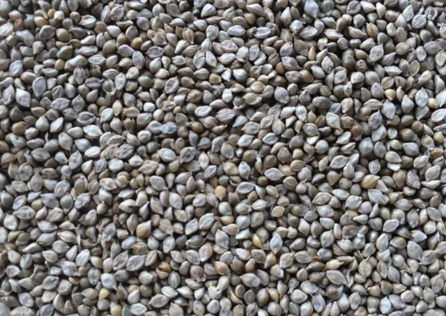 Manitoba Miglio Giapponese Shiriohe gierst 1 kg japans