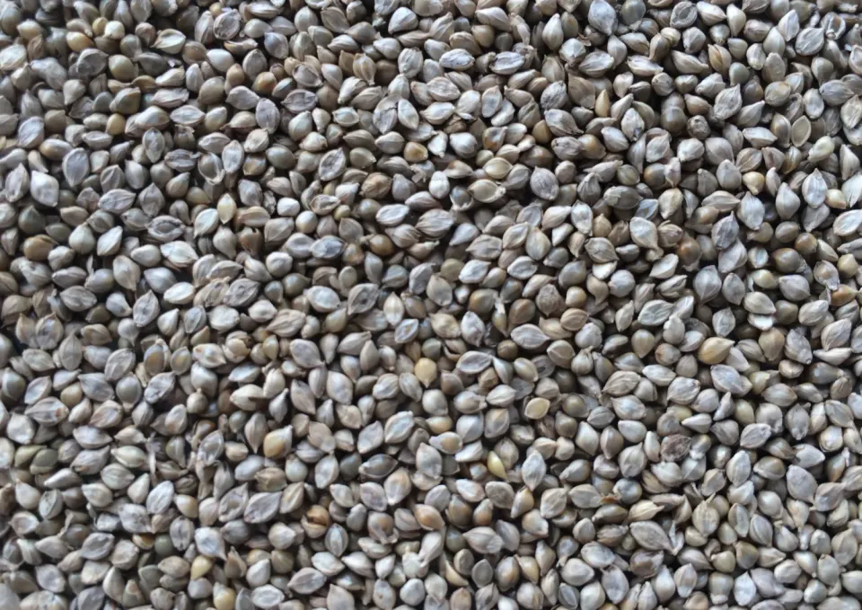Manitoba Miglio Giapponese Shiriohe gierst 1 kg japans