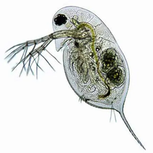 Perle Morbide Daphnia Vogelvoer Eiwit 36%