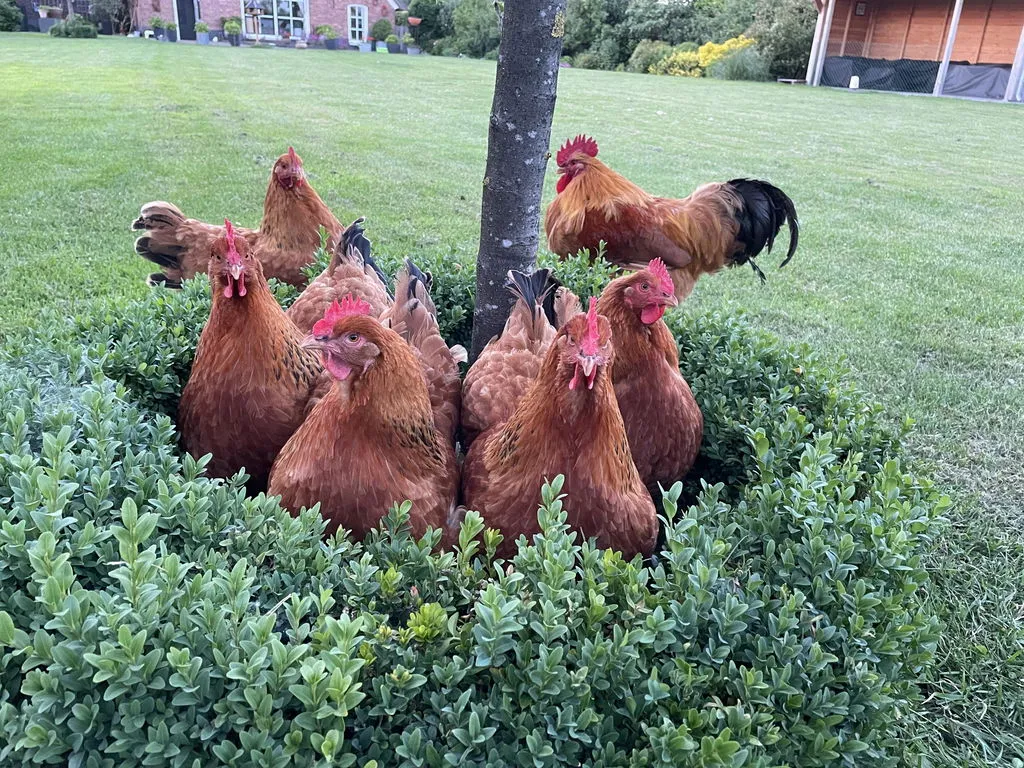 Samenwerken met de Natuur Kippen Voordeelpakket kippenvoer proefpakket