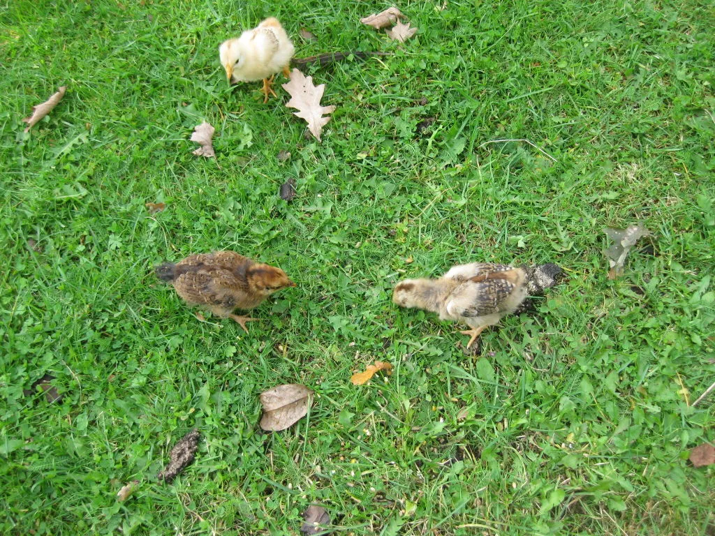 Samenwerken met de Natuur Kippen Voordeelpakket kippenvoer proefpakket