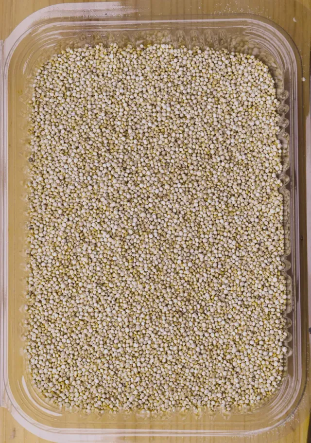 Manitoba Quinoa vogelvoer 1 kg enkel zaad
