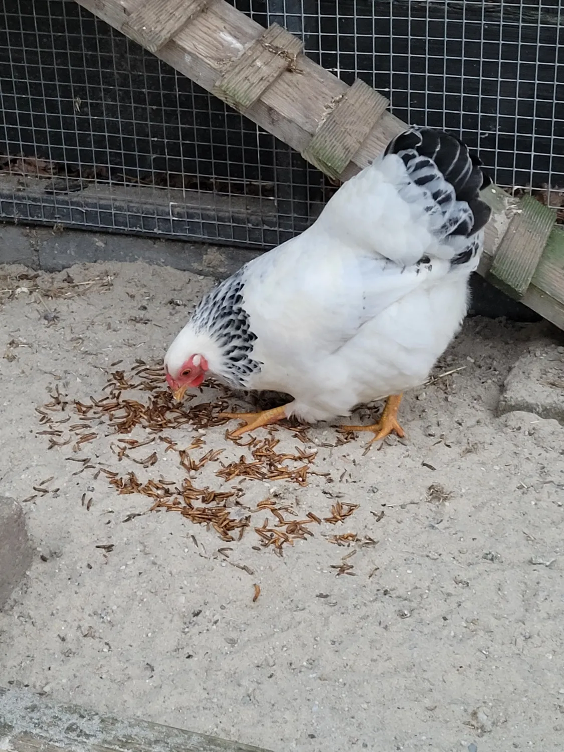 Samenwerken met de Natuur Gedroogde Meelwormen kippensnack 1 kg eiwitrijk