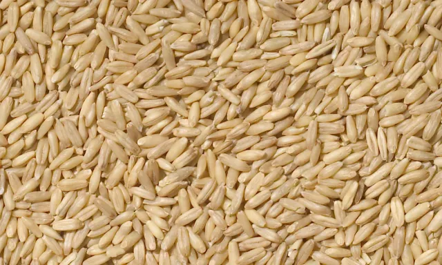 Manitoba Avena Decorticata gepelde haver 25 kg voor duiven