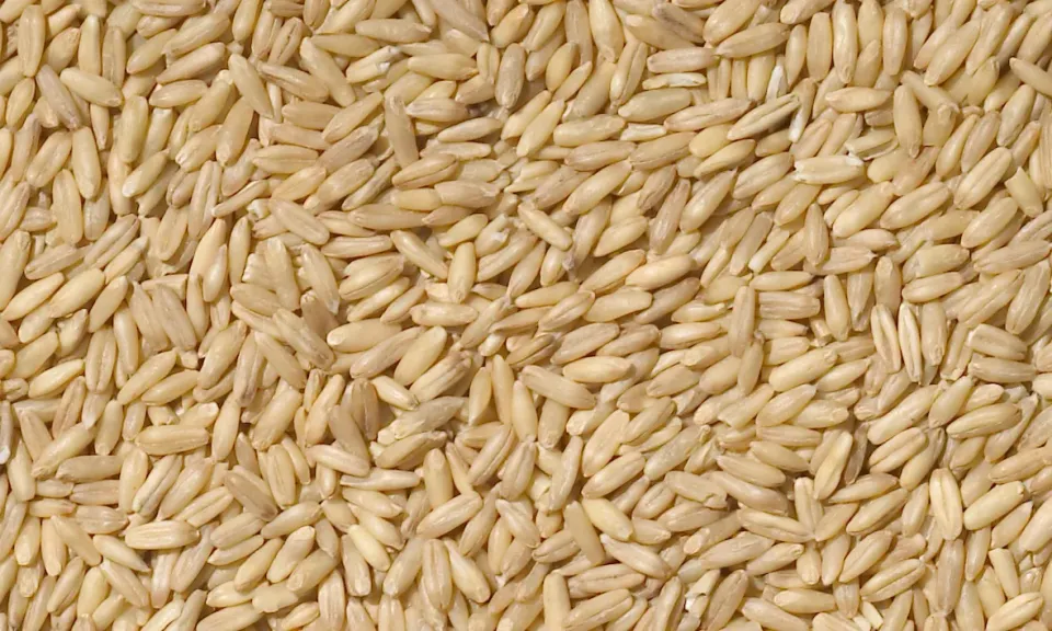 Manitoba Avena Decorticata gepelde haver 25 kg voor duiven