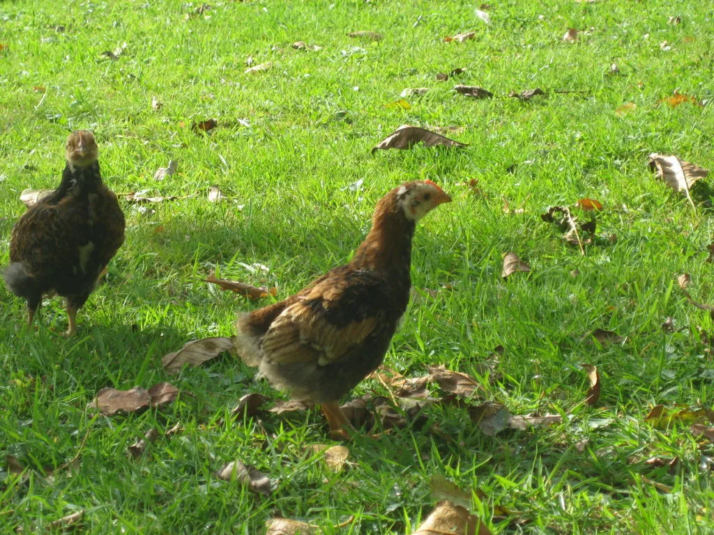 Samenwerken met de Natuur Circulaire Legkorrel kippenvoer 4 kg zonder soja
