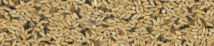 Manitoba Canarini T3 Fresh kanariezaad 20 kg vers