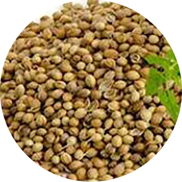 Perle Morbide Coriandle vogelzaad koriander