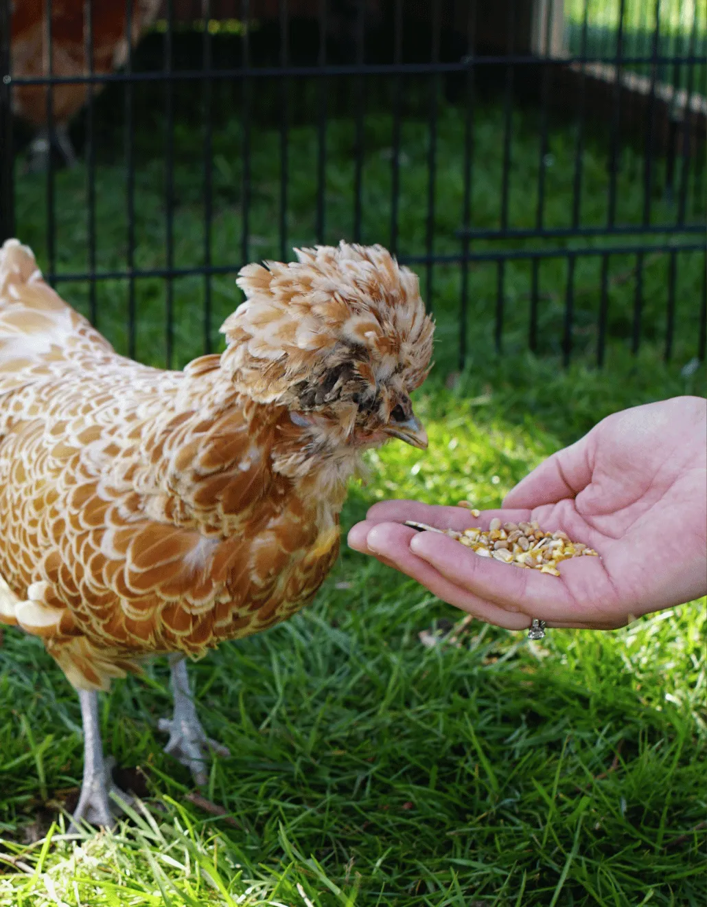 Samenwerken met de Natuur Strooimix granen en zaden 4 kg scharrel