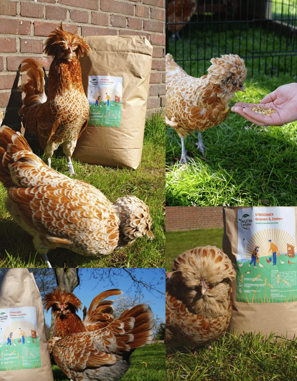 Samenwerken met de Natuur Strooimix granen en zaden 4 kg scharrel
