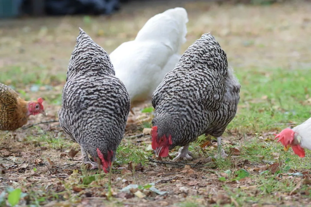 Samenwerken met de Natuur Scharrel & Strooi kippenvoer pakket met wormen