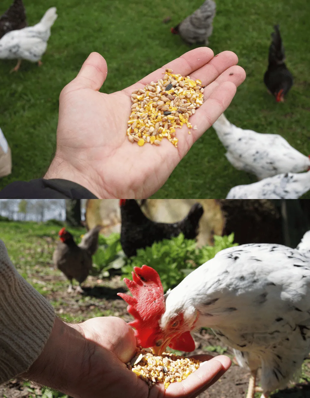Samenwerken met de Natuur Strooimix granen en zaden 4 kg scharrel