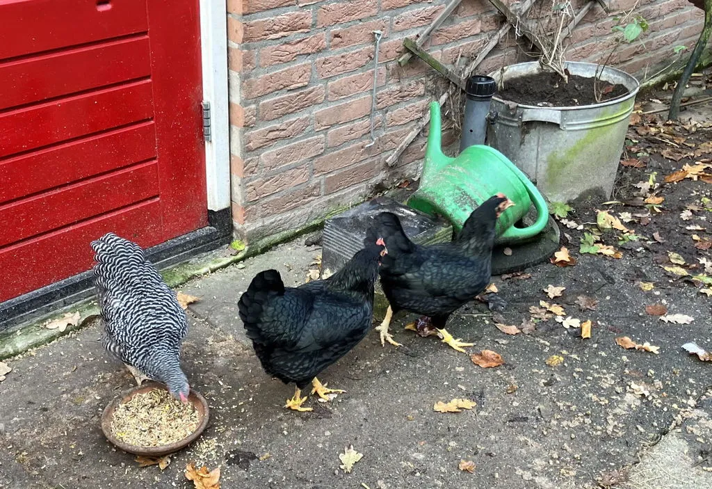 Samenwerken met de Natuur Kippen Voordeelpakket kippenvoer proefpakket
